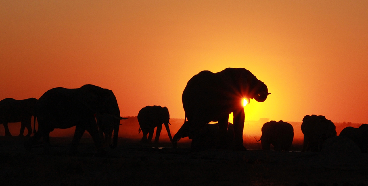 Chobe National Park