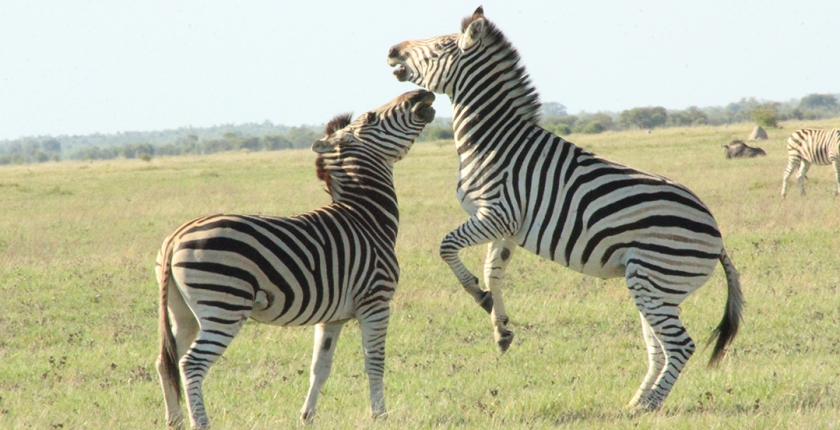 Makgadikgadi National Park