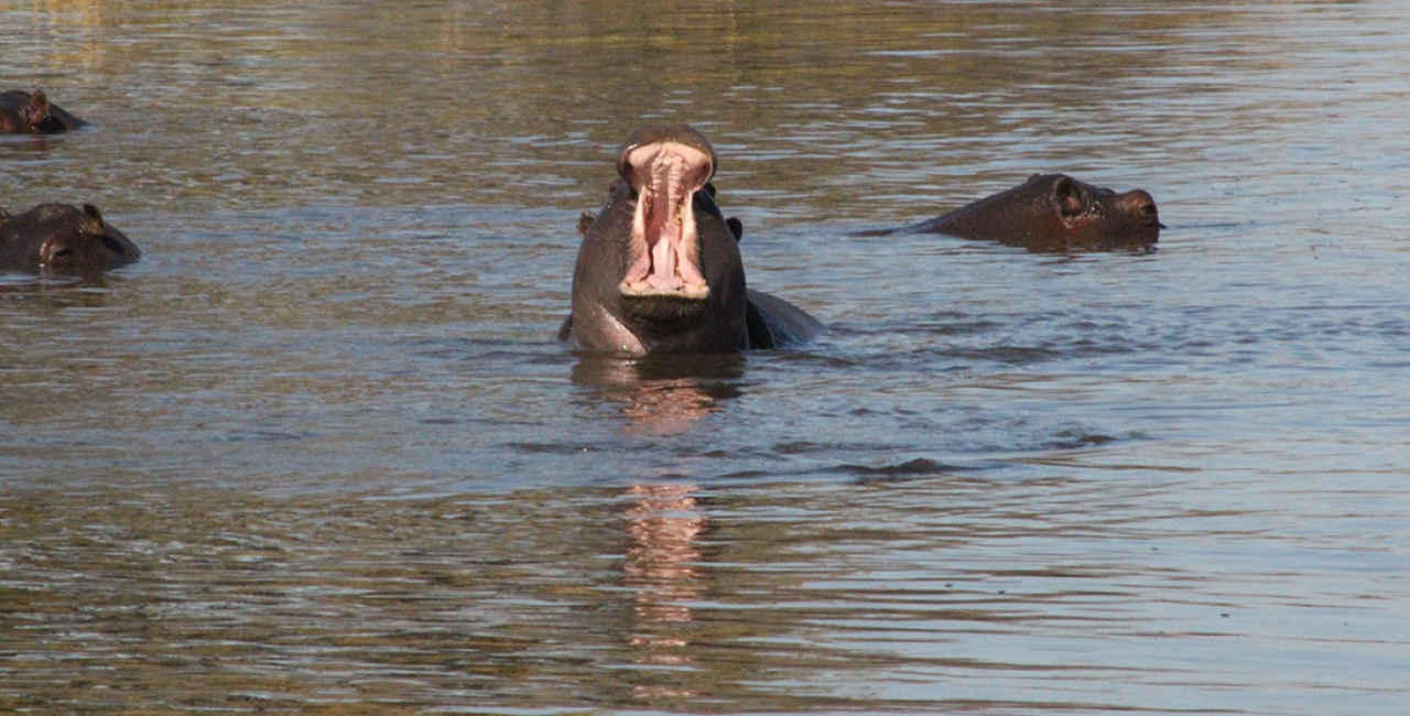Okavango Delta